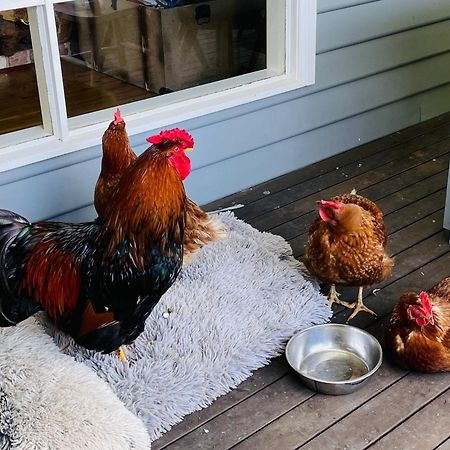 Farm Stay Maple Cottage At Wilindi Estate Tyabb Exteriör bild