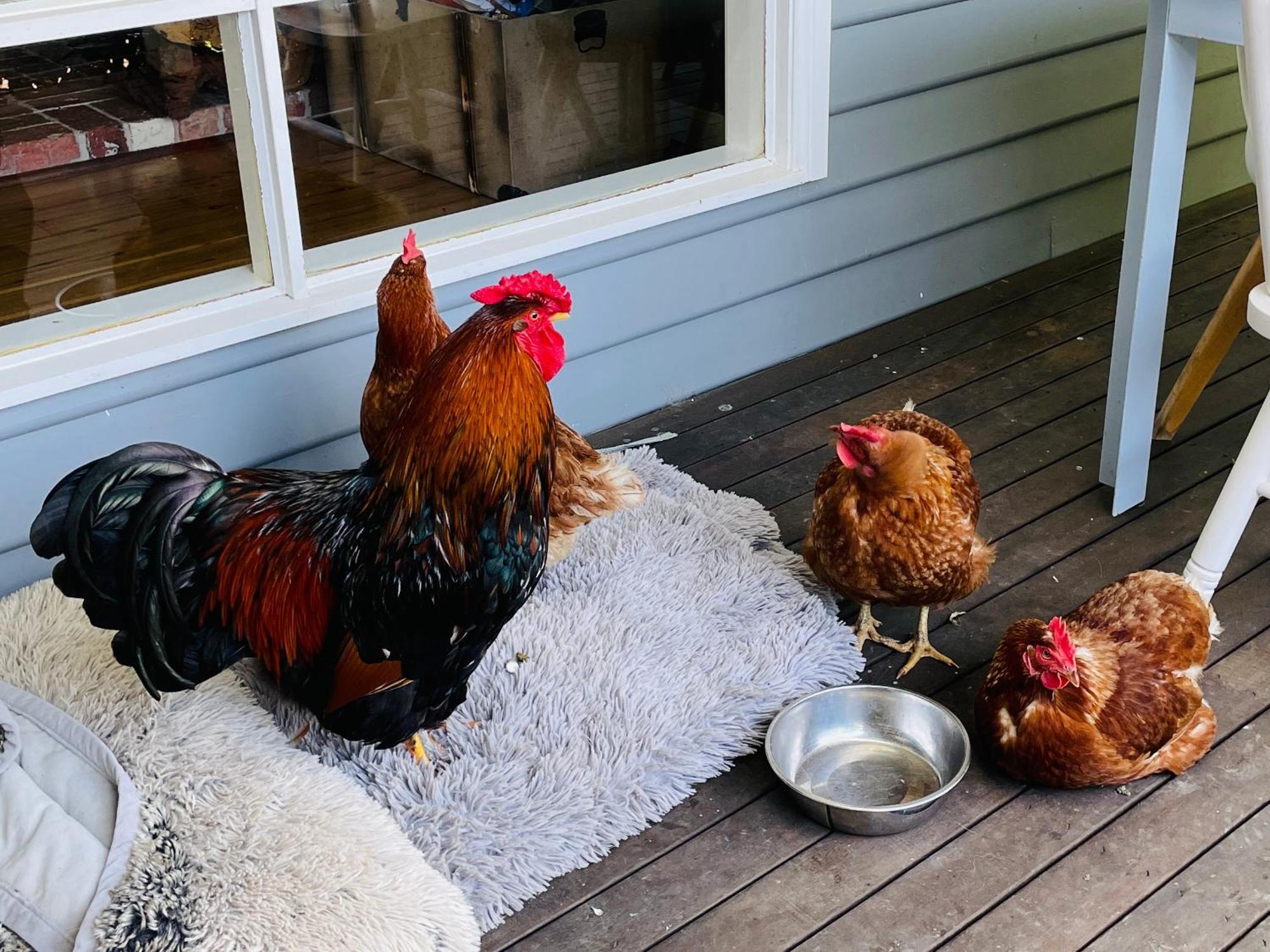 Farm Stay Maple Cottage At Wilindi Estate Tyabb Exteriör bild
