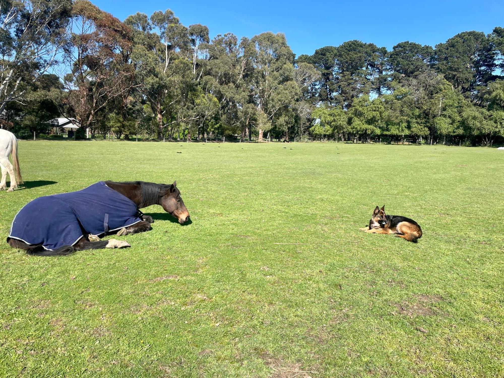 Farm Stay Maple Cottage At Wilindi Estate Tyabb Exteriör bild